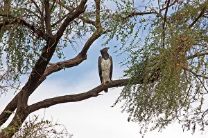 Martial: Martial Eagle