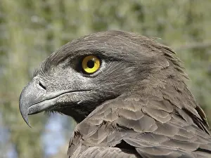 Accipitridae: Martial eagle (Aquila bellicosus)