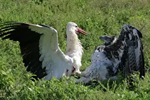 Martial: Martial Eagle - attacking White Stork - the fight