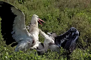 Martial: Martial Eagle - attacking White Stork - the fight