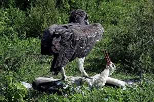 Martial: Martial Eagle - attacking White Stork - the fight