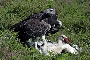 Martial: Martial Eagle - attacking White Stork - the fight