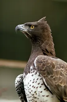Martial: Martial Eagle - close-up of head