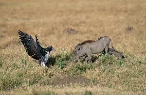 Warthogs: Martial EAGLE - confronting WARTHOG (Phacochoerus