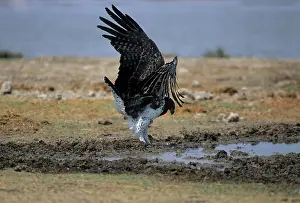 Martial: Martial Eagle - drinking at waterhole