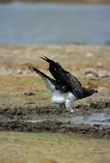 Martial: Martial Eagle - Drinking at waterhole