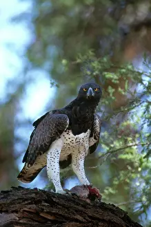 Martial: Martial Eagle Eats Dik Dik