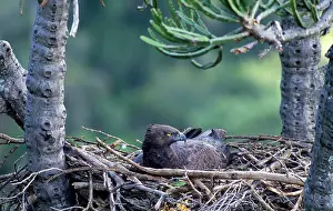 Martial: Martial Eagle - female on nest