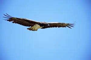 Soaring: Martial Eagle - in flight