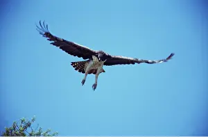 Hovering: MARTIAL EAGLE - in flight