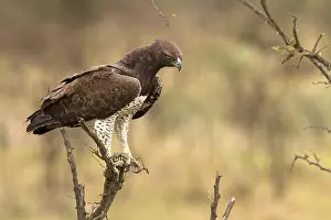Martial: Martial Eagle - hunting from a tree - Kenya, Africa