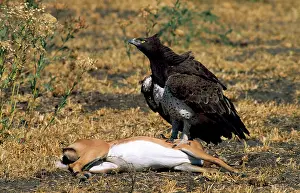 Martial: Martial Eagle - on impala kill