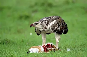 Martial: Martial Eagle - juvenile eating its kill