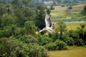 Martial: Martial Eagle - juvenile in flight