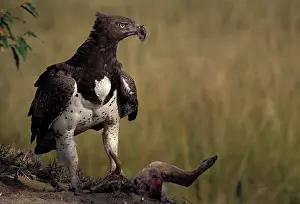 Martial: Martial Eagle and kill