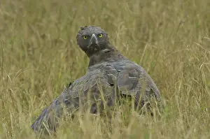 Martial: Martial Eagle Mantling Prey