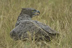 Martial: Martial Eagle Mantling Prey