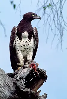 Genets: Martial Eagle - perched on dead tree branch with kill: Genet