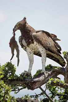 Robbery: Martial eagle (Polemaetus bellicosus) adult, with