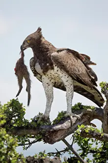 031019: Martial Eagle (Polemaetus bellicosus) adult, with