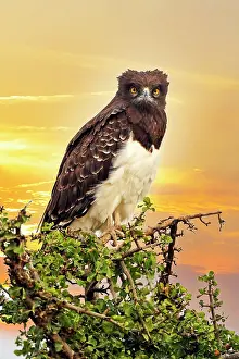 Martial: Martial Eagle (Polemaetus bellicosus), in the evening