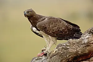 Martial: Martial Eagle, Polemaetus bellicosus, Masai