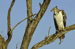 Warthog: Martial Eagle with its Prey