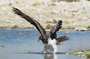 Strength: Martial Eagle - has spotted a possible prey at a waterhole
