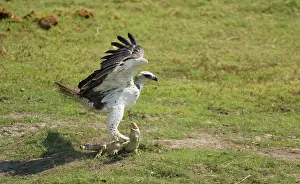 Martial: Martial Eagle + Water Monitor - Immature Martial