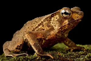 Toad: Marty's Mitred Toad (Rhinella martyi), on black background