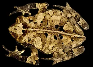 Toad: Marty's Mitred Toad (Rhinella martyi), on black background