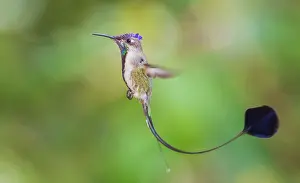 Archer: Marvelous spatulation hummingbird in flight in northern