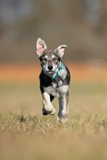 Wolfhound: Marxdorf wolfhound (Canis lupus familiaris) puppy