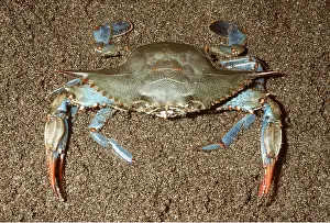 Crabs: Maryland Blue CRAB - in sand