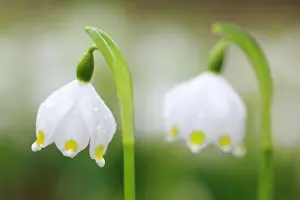 Narcissus: Marzenbecher, Switzerland, Europe