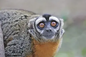 Loreto: Ma's / Loreto Night Monkey
