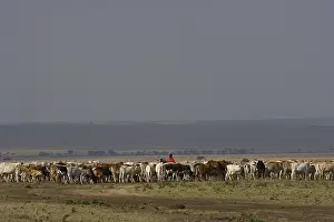 Cattleman: Masai cattle herd Masai Mara Game Reserve