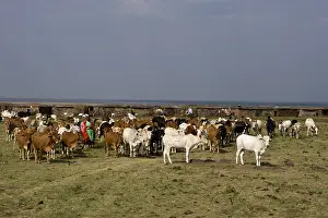 Multitudes: Masai cattle herd Masai Mara Game Reserve