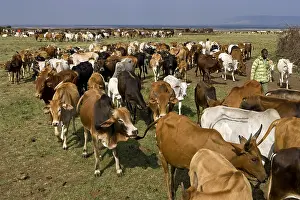 Cattleman: Masai cattle herd Masai Mara Game Reserve