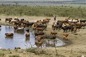 Baths: Masai cattle at a watering Masai Mara NR Kenya
