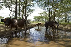Backwaters: Masai cattle at a watering Masai Mara NR Kenya