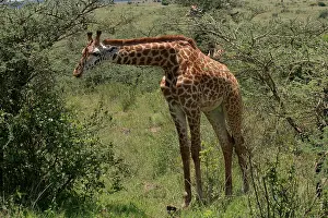 310517: Masai Giraffe 3 173