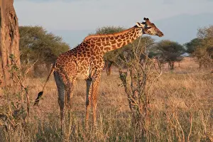Tippelski: Masai Giraffe