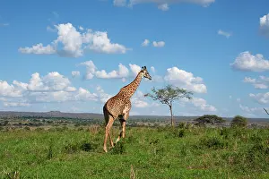 Tippelski: Masai Giraffe
