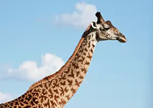 Tippelski: Masai Giraffe