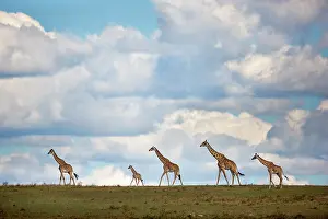 Kilimanjaro: Masai Giraffe