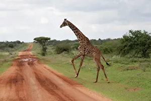 Tippelski: Masai Giraffe - crossing road