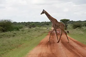 Tippelski: Masai Giraffe - crossing road