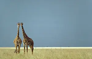 Tippelski: Masai Giraffe - curiously observing the photographer