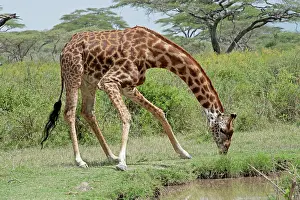 Tippelski: Masai Giraffe - drinking